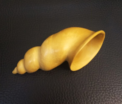 ракушка витая